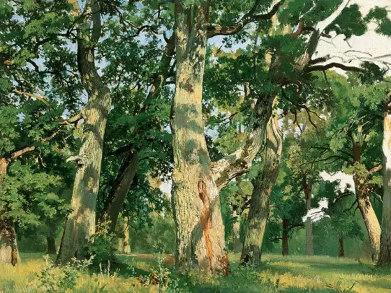 希施金写实油画风景  阳光下的橡树林