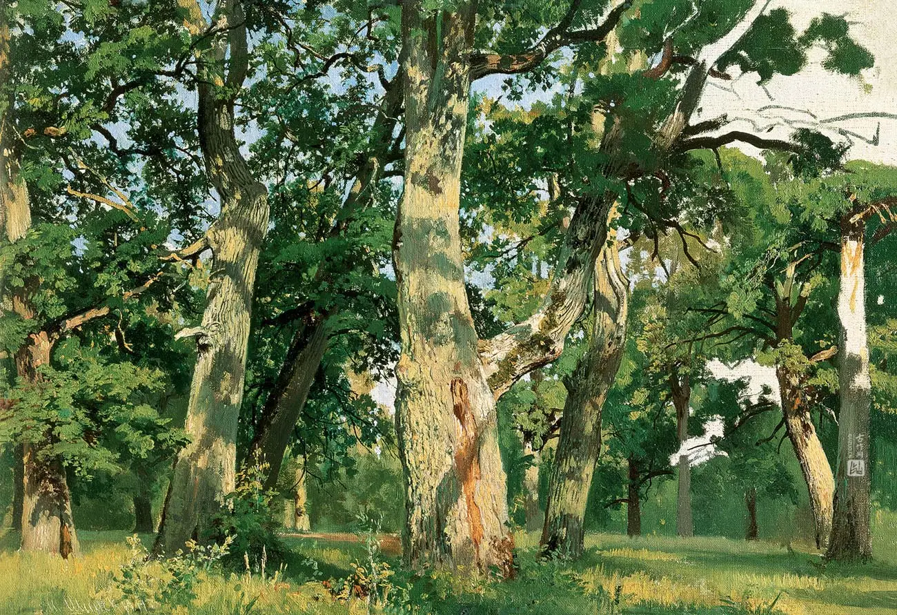 希施金写实油画风景  阳光下的橡树林高清图片