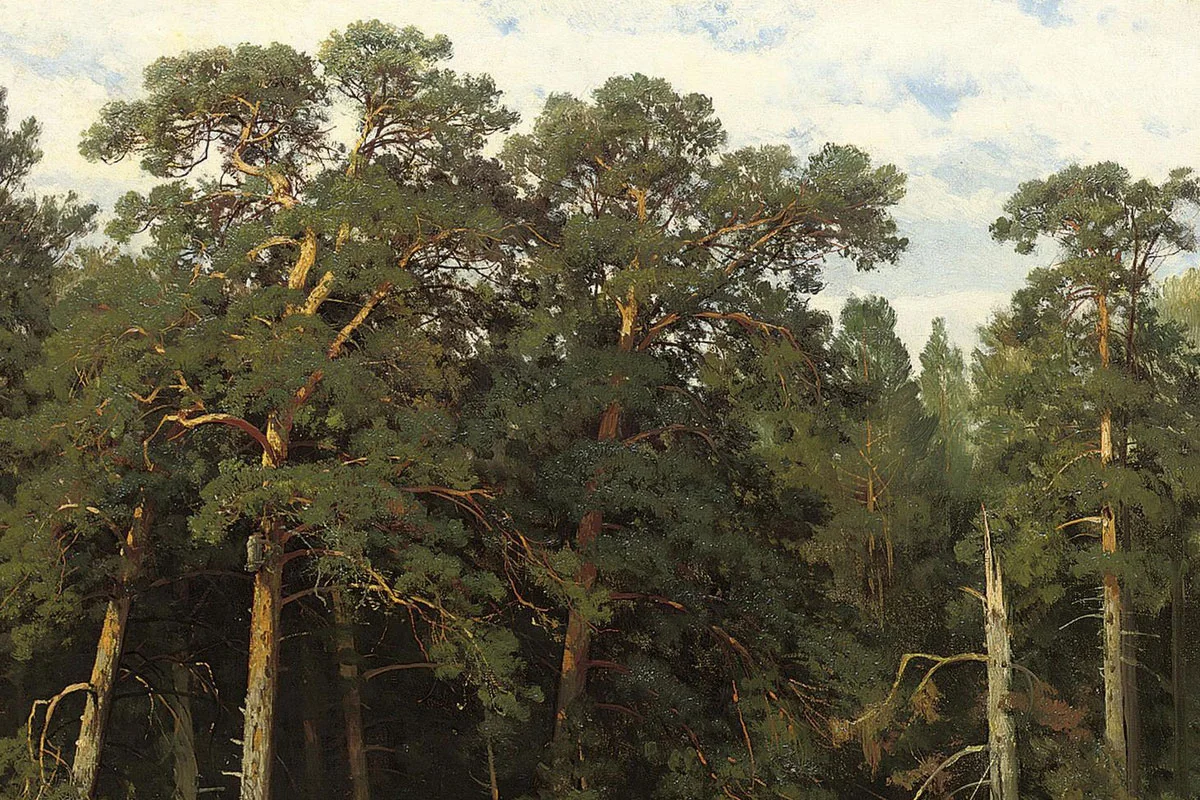 希施金森林风景画《维亚特卡的松林》局部 (3)