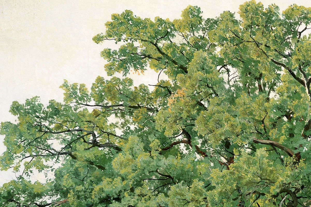 希施金油画橡树风景《草地上的橡树》局部 (3)